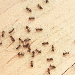 ant