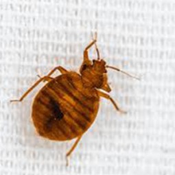 bed_bug