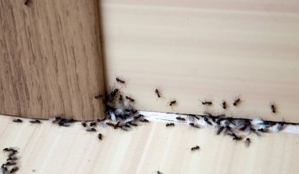 Expert ant prevention services in Abu Dhabi
