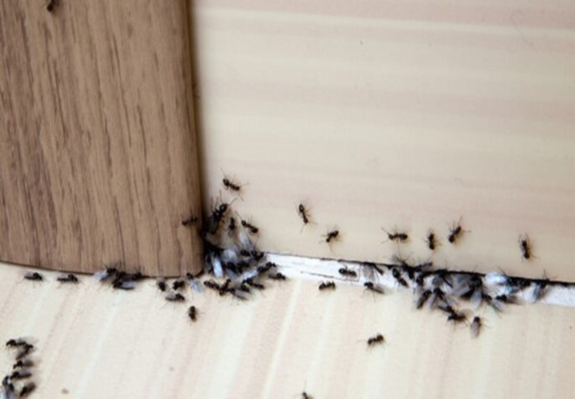 ants control in abu dhabi