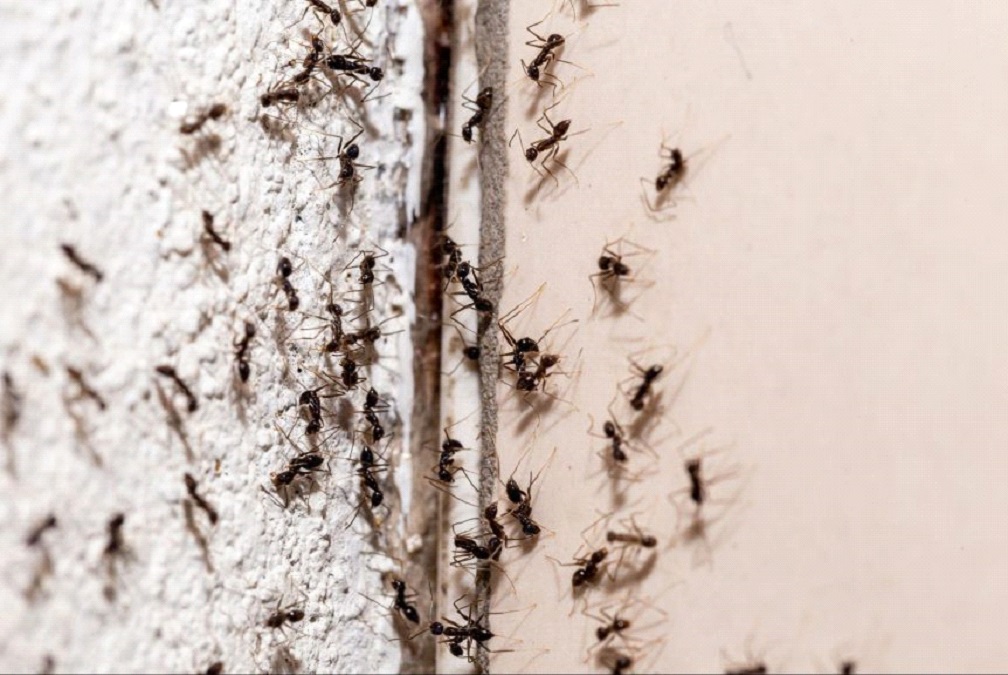 Best ant control in UAE
