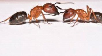 From Sugar Ants to Carpenter Ants: Pest Control in Every Situation