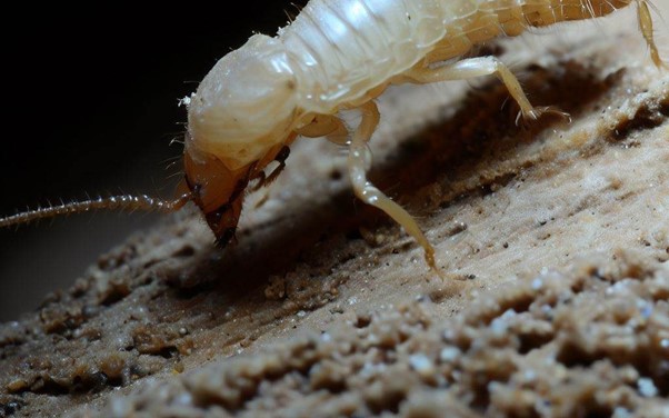 Pest Control Services