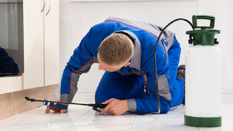 Crafting a Successful Pest Control Strategy for Your Home