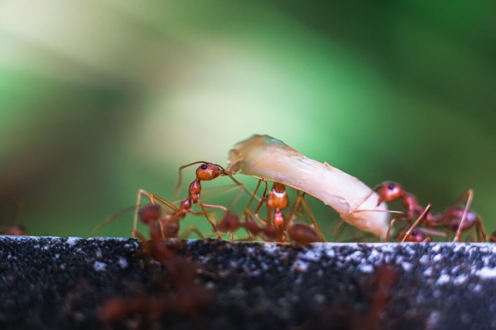 Expert ant prevention services in Abu Dhabi