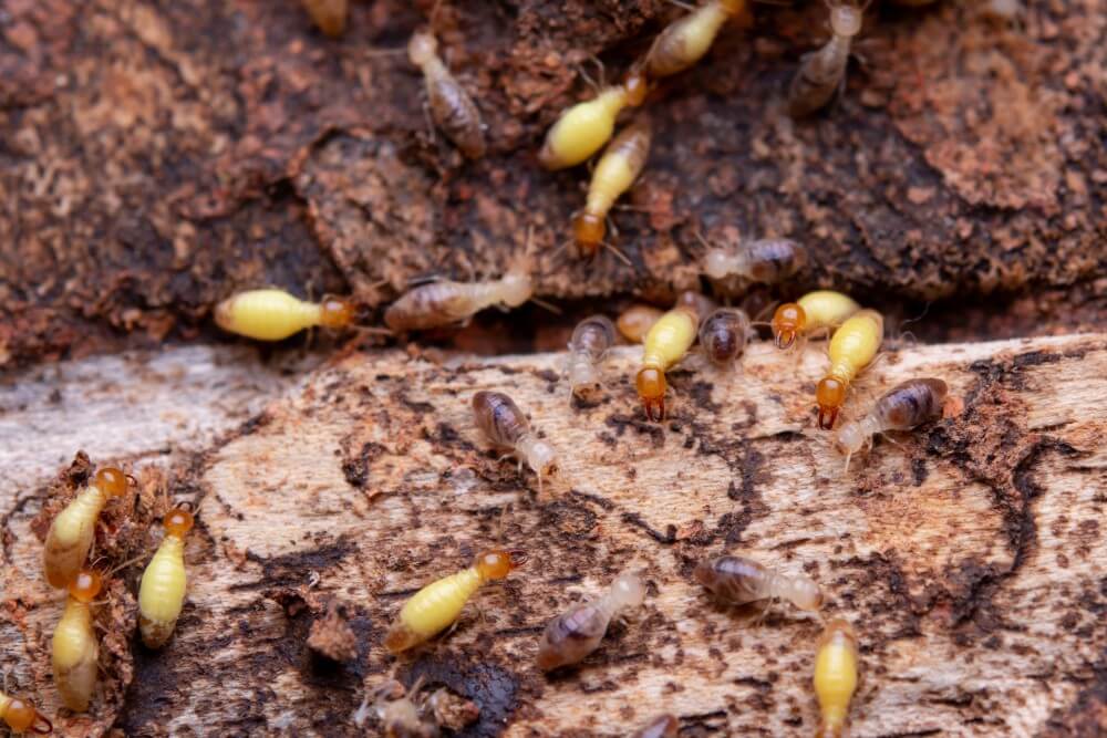 Expert ant prevention services in Abu Dhabi
