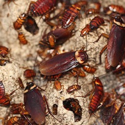 cockroach