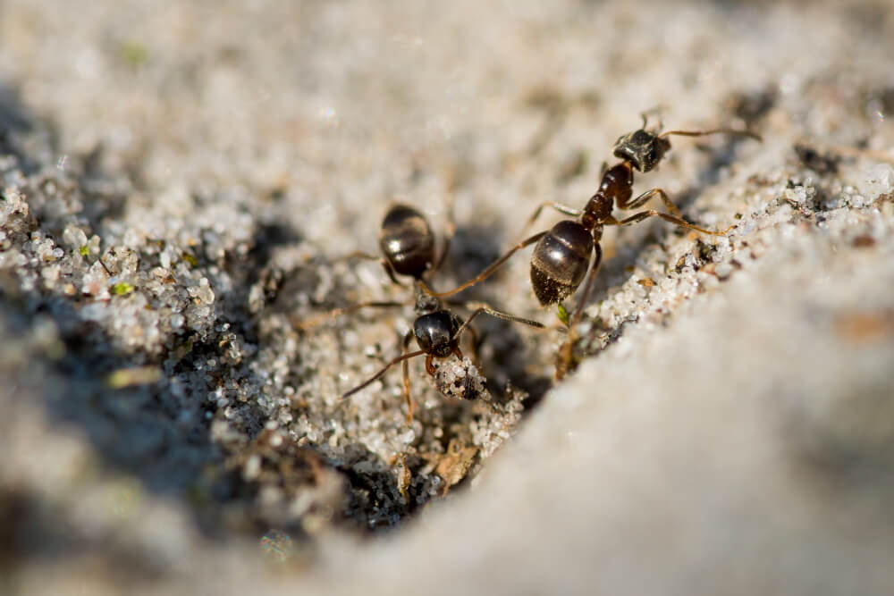 effective-ants-control