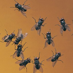 fly_bug