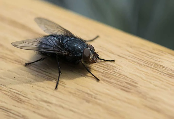 Keep Your Home Fly-Free