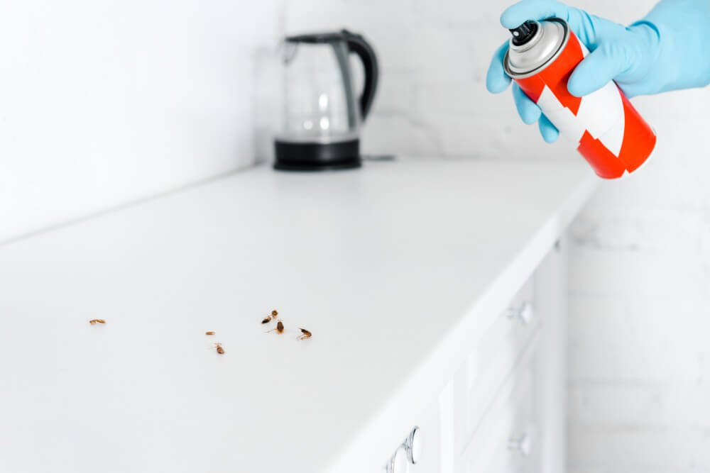 Professional cockroach control Abu Dhabi 