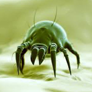 mite