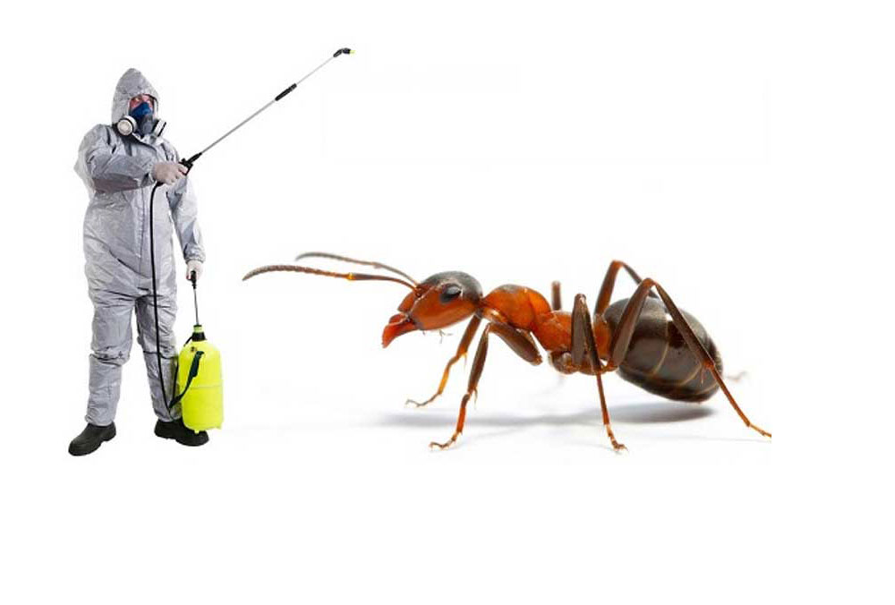 Professional pest control for ants in Abu Dhabi