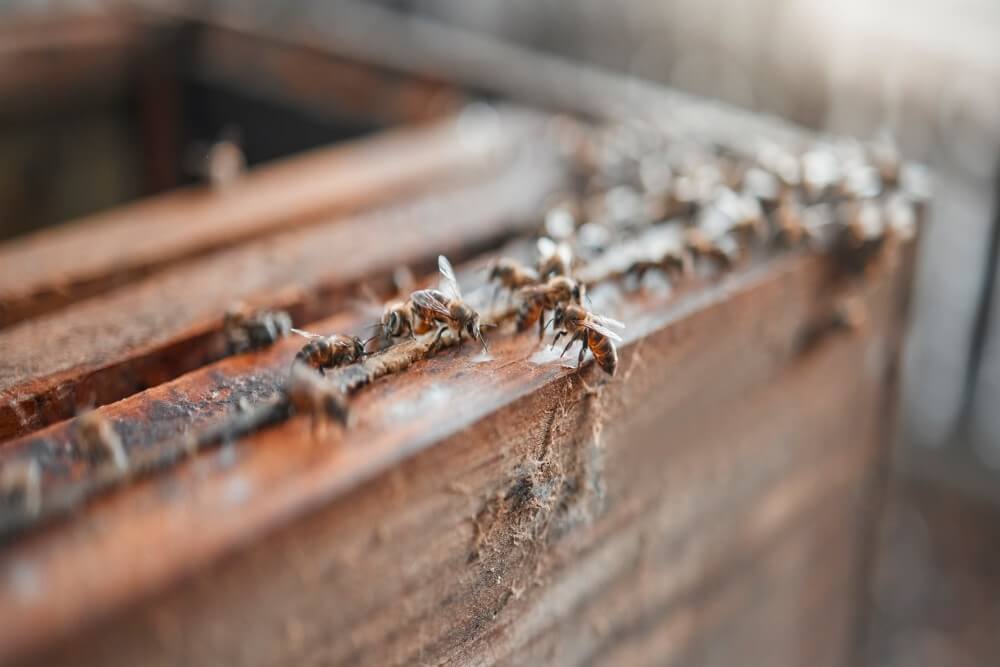 Top rated anti termite treatment in Abu Dhabi 