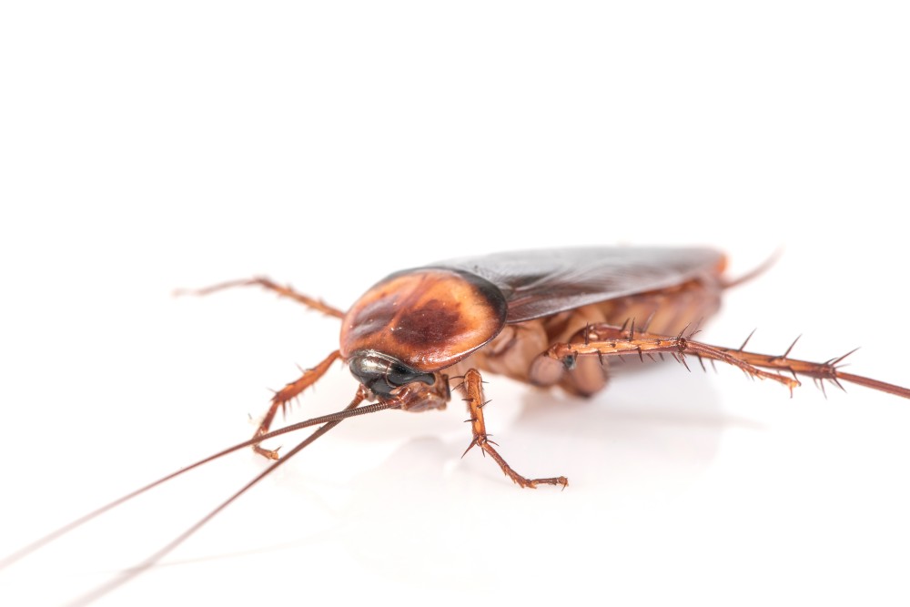 professional-cockroach-control-abu-dhabi