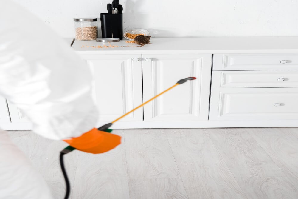 Expert pest control services in Abu Dhabi