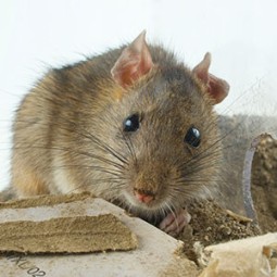 rat