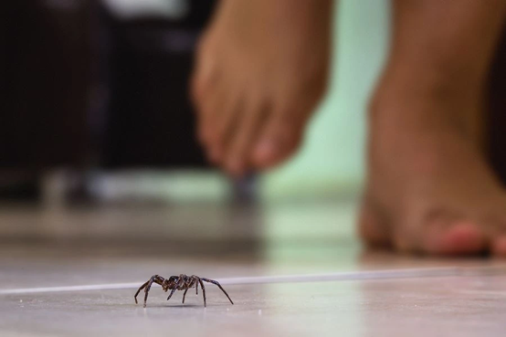 spider-infestation-signs