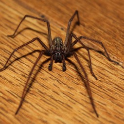 spider