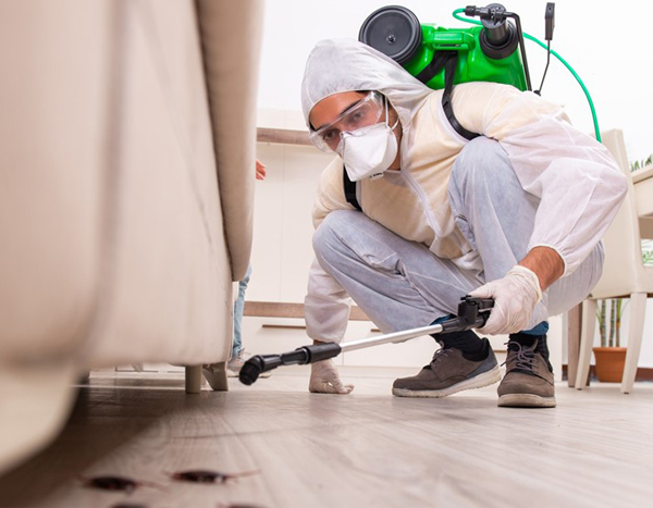 Pest Control Services