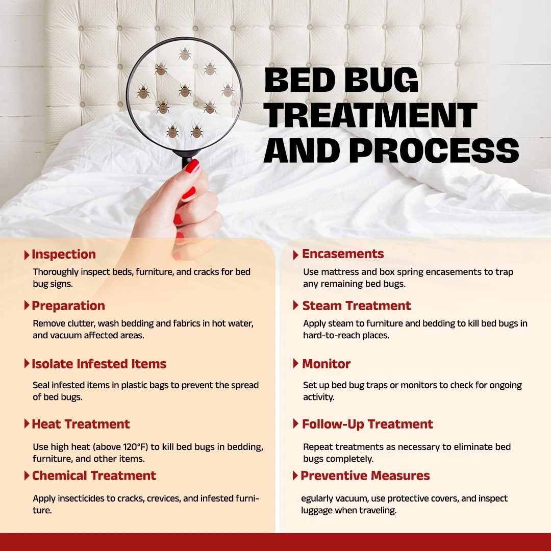Treatment And Process for Bed Bug Pest Control In Abu Dhabi