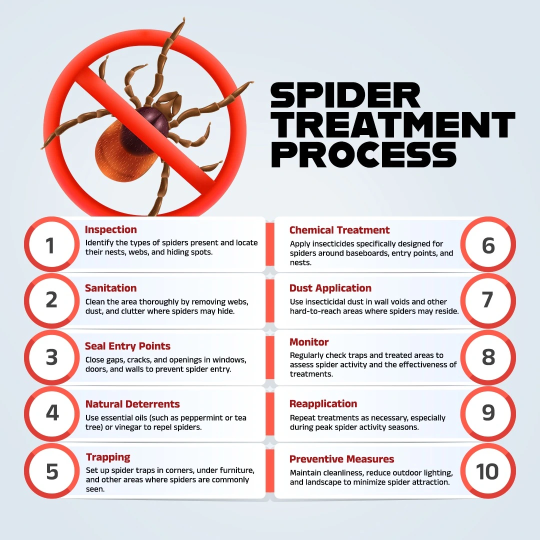 Treatment Process for spider Control in Abu Dhabi