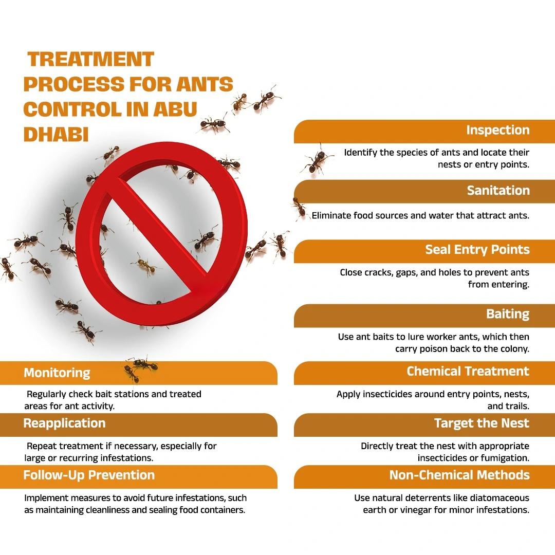 Expert ants control in Abu Dhabi