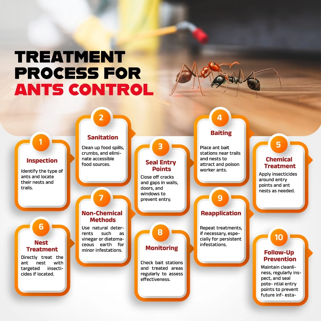 Treatment Process for Ants Control in Abu Dhabi